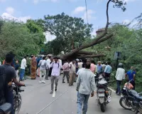 श्रावस्ती: भिनगा-सिरसिया मार्ग पर गिरा विशाल पेड़, 52 ग्राम पंचायतों की बिजली ठप; घंटों बाधित रहा आवागमन