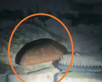 हरदोई में पति ने की सिल-बट्टे से पत्नी की हत्या, वारदात के बाद फरार; आरोपी की तलाश में जुटी पुलिस