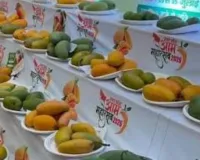 मलिहाबादी दशहरी का दुनियाभर में जलवा: GI टैग से मिली अलग पहचान, स्वाद और मिठास ने बढ़ाई वैश्विक मांग