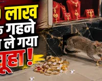 Rat Jewellery Thief: 10 लाख के गहने चुरा ले गया चूहा, CCTV ने खोला राज; बिल खोदा तो मिलीं हीरे की अंगूठियां-सोने की चेन