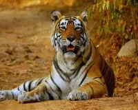  World Tiger Day: दुधवा टाइगर रिजर्व में बढ़ी बाघों की संख्या, चार साल में 64% की रिकॉर्ड वृद्धि