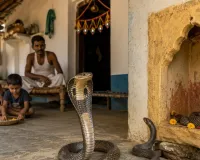  अनोखी परंपरा :  शेतफल, जहां सांप हैं परिवार का हिस्सा
