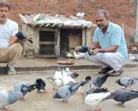दुनियाभर में कायम है शाहजहांपुर के कबूतरों की उड़ान का जलवा
