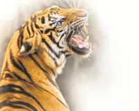 दहाड़ के सामने बीमारी की चुनौती 