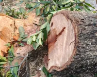 बाराबंकी में अवैध पेड़ कटान पर बड़ी कार्रवाई;  ठेकेदार पर वन अधिनियम के तहत मुकदमा दर्ज