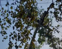 पीलीभीत : पेड़ की टहनियां गिरने से फाल्ट, कई फीडर ठप, मानसून की पहली बारिश से बेपटरी बिजली व्यवस्था चरमराई 