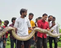 Lakhimpur Kheri News :   धान के खेत में 16 फुट का अजगर, किसानों के उड़े होश; वन विभाग ने किया सुरक्षित रेस्क्यू
