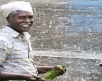प्रयागराज में झमाझम बारिश से खिले किसानो के चेहरे,  मेजा, मांडा और उरुवा में धान की खेती को होगा फायदा  