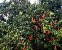 Mango Festival Lucknow : बागों में बहार...लखनऊ में आम का 'त्योहार', 