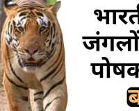 भारतीय जंगलों के पोषक हैं बाघ 
