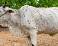   लखनऊ :  सहारनपुर, मथुरा, बागपत व मुजफ्फरनगर में लंपी की दस्तक