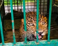 Bahraich News : वन विभाग के पिंजरे में कैद हुआ तेंदुआ, ग्रामीणों ने ली राहत की सांस, कई दिनों से मचा रहा था आतंक