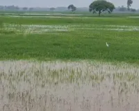 Shravasti Flood : खतरे के निशान से 30 सेंटीमीटर ऊपर पहुंची राप्ती, गांवों की ओर बढ़ा बाढ़ का पानी; कटान तेज