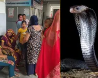 Rampur News : दूसरों की जान बचाने वाले 'स्नेक कैचर' को सांप ने डसा, तड़प कर तोड़ा दम