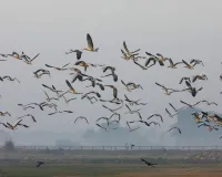 Bareilly News : प्रवासी पक्षियों को मिलेगा नया आशियाना, 10 स्थानों पर विकसित होंगे प्राकृतिक ठिकाने