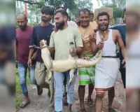 Sambhal News : गंगा का जलस्तर बढ़ने से घर में घुसा मगरमच्छ, रातभर दहशत में रहा परिवार