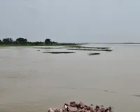 Badaun News : बदायूं में गंगा के रौद्र रूप से सहमे ग्रामीण, 62 बीघा से ज्यादा जमीन नदी में समाई, खुद तोड़ने लगे मकान 