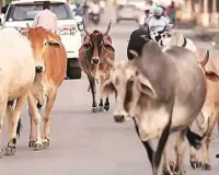 Barabanki News : गौशाला के पास गोवंश के अवशेष मिलने से हड़कंप, पंचायत सचिव से जवाब तलब