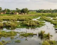 Bareilly News : बरेली में परदेसी पक्षियों के लिए 50 हेक्टेयर में तैयार किए जाएंगे प्राकृतिक ठिकाने 