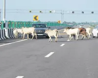 Lucknow-Kanpur Expressway : एक्सप्रेसवे पर बीच सड़क घूम रहा मवेशियों का झुंड, बाल-बाल बचे वाहन सवार