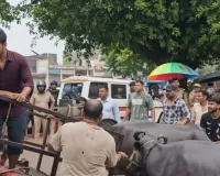 Lucknow News : नगर निगम टीम पर हमला पड़ा भारी! पारा में अवैध डेयरियों पर सख्ती, महापौर ने मौके पर पहुंचकर संभाली कमान