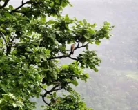 जंगल, बादल, सुरम्य वादियां और पनचक्कियां 