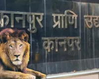 World Lion Day:  कानपुर के शंकर को मिलेगी शेरनी, क्या बढ़ेगा एशियाटिक शेरों का कुनबा?