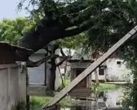 Bahraich news : जलभराव के चलते गिरा विशाल पेड़, बिजली के तीन खंभे टूटे; विद्युत् आपूर्ति बाधित होने से लोगों की मुश्किलें बढ़ी 