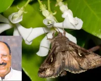 प्रकृति के मौन प्रहरी :  पतंगों के बिना अधूरी है जैव विविधता
