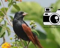 World Photography Day:  फिल्म रोल से मोबाइल कैमरे तक बदला दौर, नहीं बदली तस्वीरों की नजर