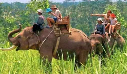 Good News: कर रहे हैं उत्तराखंड जाने की प्लानिंग... तो फिर शुरू हुई कॉर्बेट पार्क में हाथी सफारी और वॉच टावर की सुविधा 