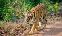 उत्तराखंड : पौड़ी गढ़वाल में आदमखोर बाघ पिंजरे में कैद, ग्रामीणों ने ली राहत की सांस