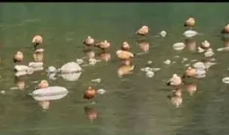 प्रवासी पक्षियों से गुलजार हुआ रामनगर, जलाशयों में सुर्खाब पक्षियों को देखने पहुंच रहे पर्यटक  