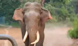 अमानगढ़ टाइगर रिजर्व में सफारी के दौरान तस्कर ने किया जिप्सी का पीछा, पर्यटक सहमे-मौके पर जिप्सी चालक की सूझबूझ ने बचाई जान