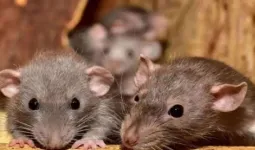 उत्तराखंड :  हरिद्वार जिला अस्पताल में बड़ी लापरवाही, शव को चूहे ने कुतरा, घटना को लेकर परिजनों ने किया हंगामा