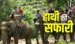   छह साल बाद हाथी सफारी की वापसी:  ढिकाला और बिजरानी जोन में रोमांचक सैर, उत्तराखंड हाईकोर्ट ने लगायी थी रोक 