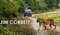 उत्तराखंड : कॉर्बेट पार्क में अब मोबाइल ले जाने पर लगाया गया प्रतिबंध, अमृत विचार ने पूर्व में ही प्रकाशित की थी खबर