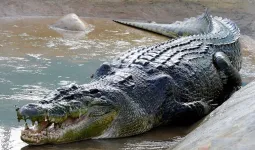 Uttrakhand: कार्बेट के मलानी ब्लॉक में मगरमच्छ का शव मिलने से हड़कंप