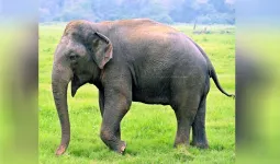 Uttrakhand: दीवार तोड़ घर में घुसा जंगली हाथी, परिवार ने छत पर चढ़कर बचाई जान