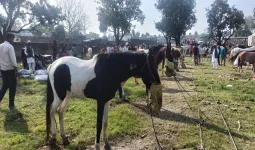 Uttrakhand: इस मेले में कभी घोड़ा खरीदने आता था डाकू सुल्ताना, नखासा पहुंचा 10 लाख का मारवाड़ी घोड़ा