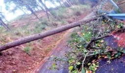 Uttrakhand: नैनीताल में पेड़ गिरने से सड़कें बंद, 24 घंटे से बिजली-पानी ठप