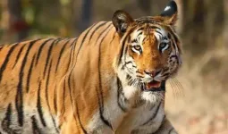 ज्योली गांव में बाघ के हमले से महिला की मौत, गांव में दहशत    