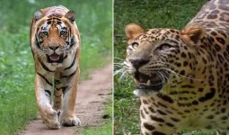 Uttrakhand:नैनीताल जिले में बढ़ा बाघ-तेंदुए का खतरा, एक साल में गई कई लोगों की जान