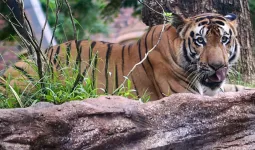 Uttrakhand:बाघ ने खाया पेट, सिर धड़ से किसने अलग किया? हत्या और बाघ के हमले में उलझी गुत्थी