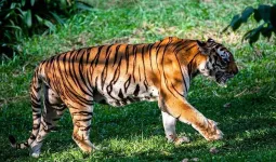 Uttrakhand: फाटों जोन में रेस्क्यू की गई बाघिन सुरक्षित जंगल लौटी