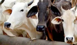 वाराणसी : गोवंशों की देख-रेख में लापरवाही बरतने पर एक की सेवा समाप्त, राजस्व निरीक्षक हटाये गये 