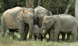 Uttrakhand: हाथियों को भगाने के लिए वन कर्मियों संग ग्रामीणों ने किया रतजगा