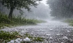 Uttrakhand: बेमौसमी बारिश व ओलावृष्टि का कहर, धारी-रामगढ़ क्षेत्र में फसलों को भारी नुकसान 