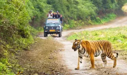 Uttrakhand: पर्यटकों की कमी से जूझ रहा कॉर्बेट पार्क, 58 हजार कम पहुंचे सैलानी