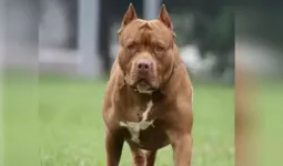 Uttrakhand: प्रतिबंधित कुत्ते भी पाल रहे हल्द्वानीवासी, ऑनलाइन रजिस्ट्रेशन से खुलासा